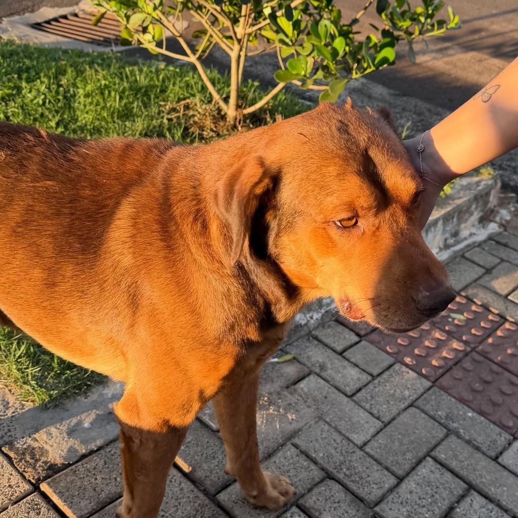 Bonitão, cachorro de porte grande para adoção em Pinhalzinho - SC