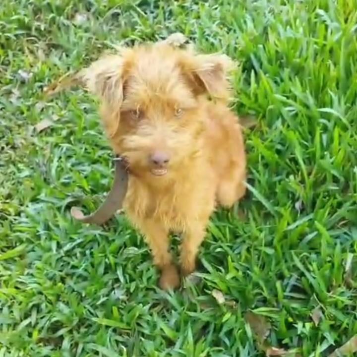 Aninho, cachorro de porte pequeno para adoção em Pinhalzinho - SC