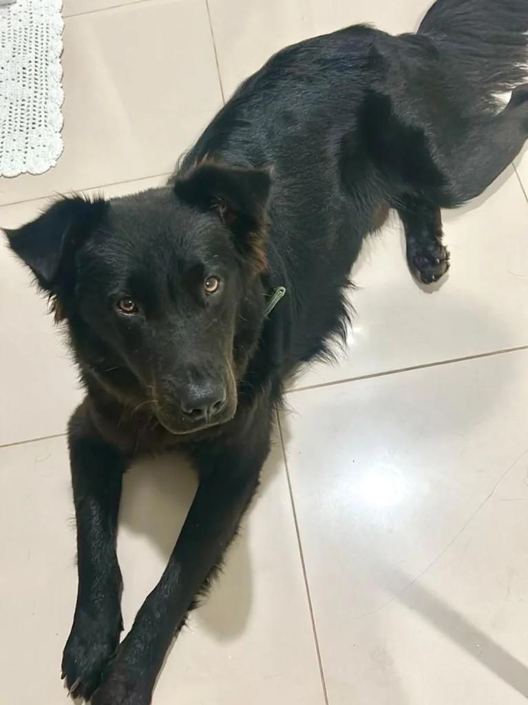 Lindão, cachorro de porte médio para adoção em Pinhalzinho - SC