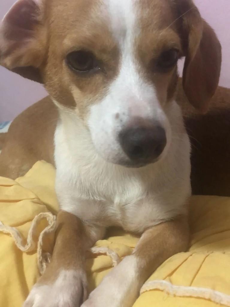 Jade, cadela de porte pequeno para adoção em Pinhalzinho - SC