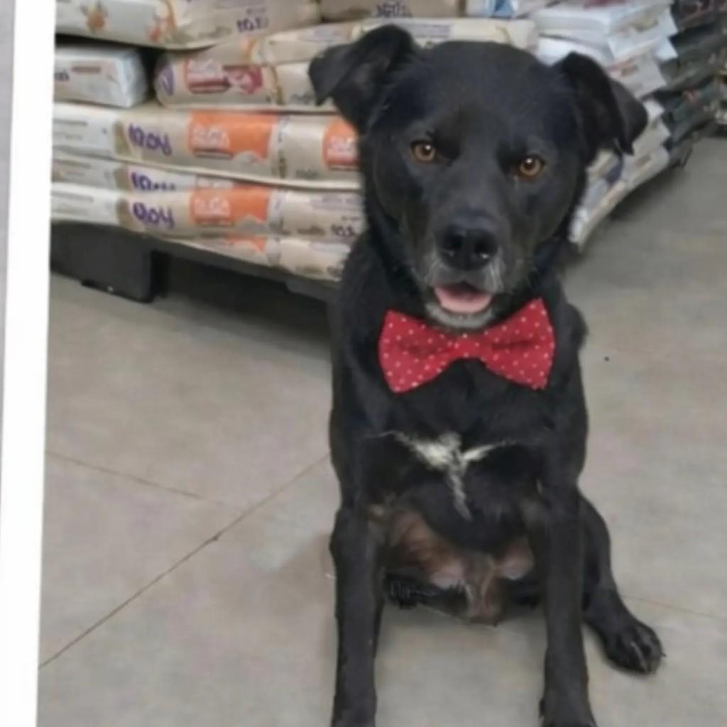 Negão, cachorro de porte médio para adoção em Pinhalzinho - SC