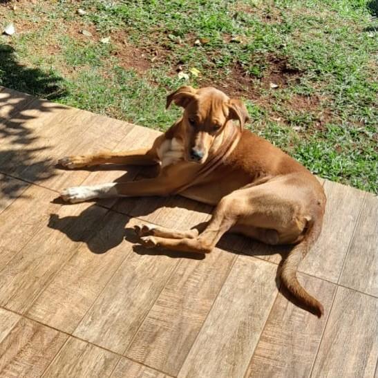 Meninão, cachorro de porte médio para adoção em Pinhalzinho - SC