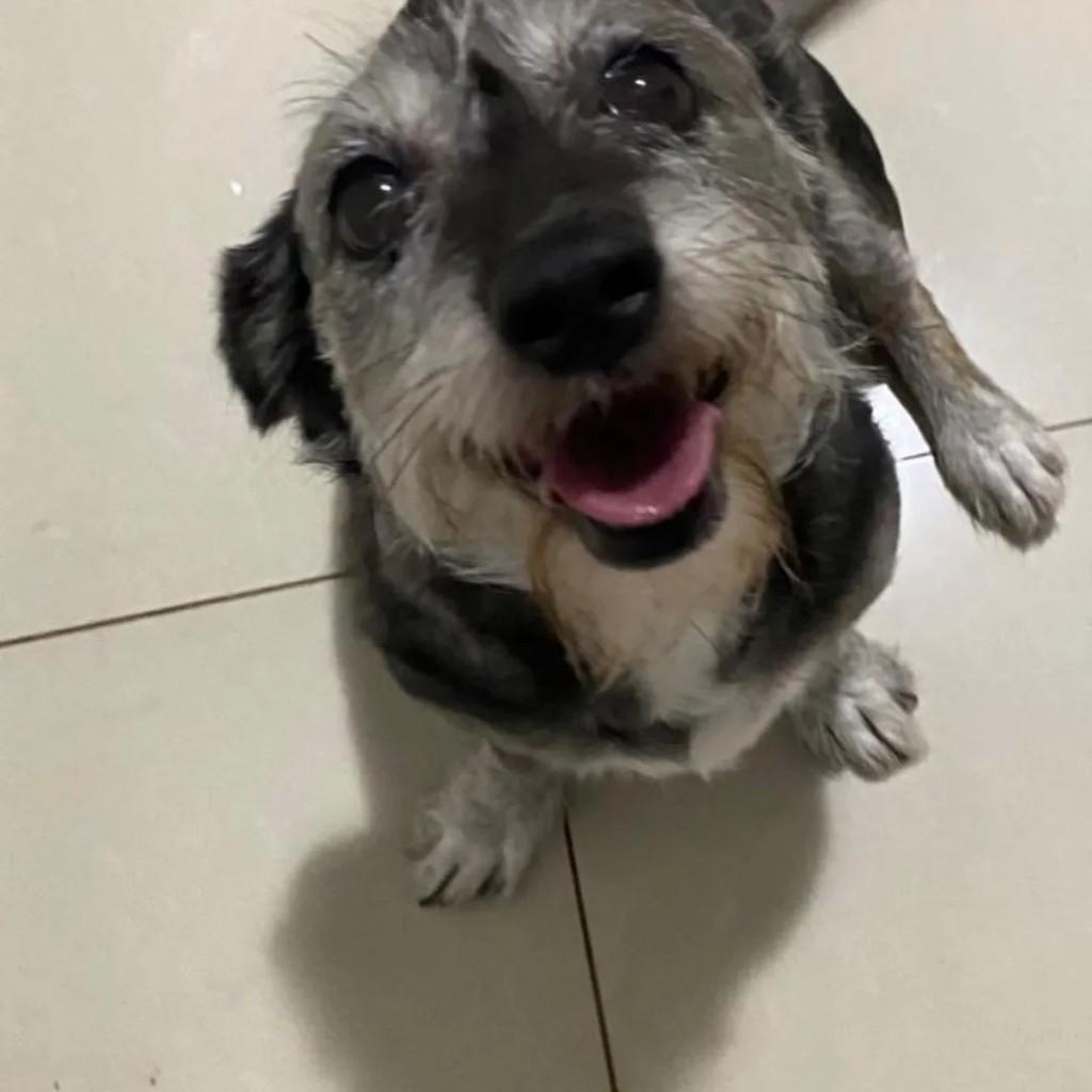 Linda, cadela de porte pequeno para adoção em Pinhalzinho - SC