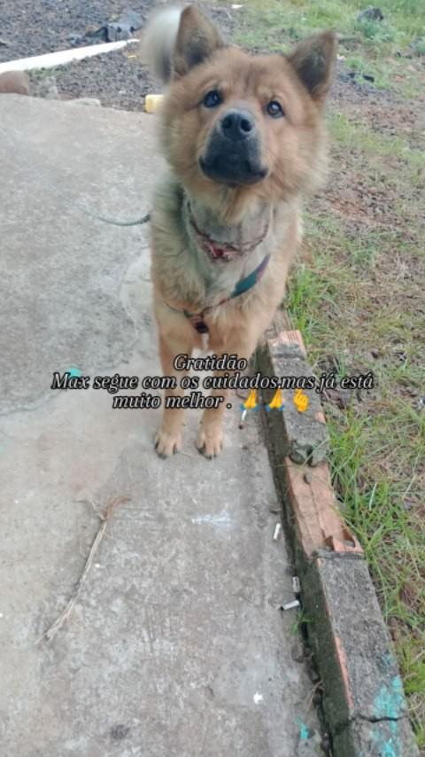 Max, cachorro de porte pequeno para adoção em Pinhalzinho - SC
