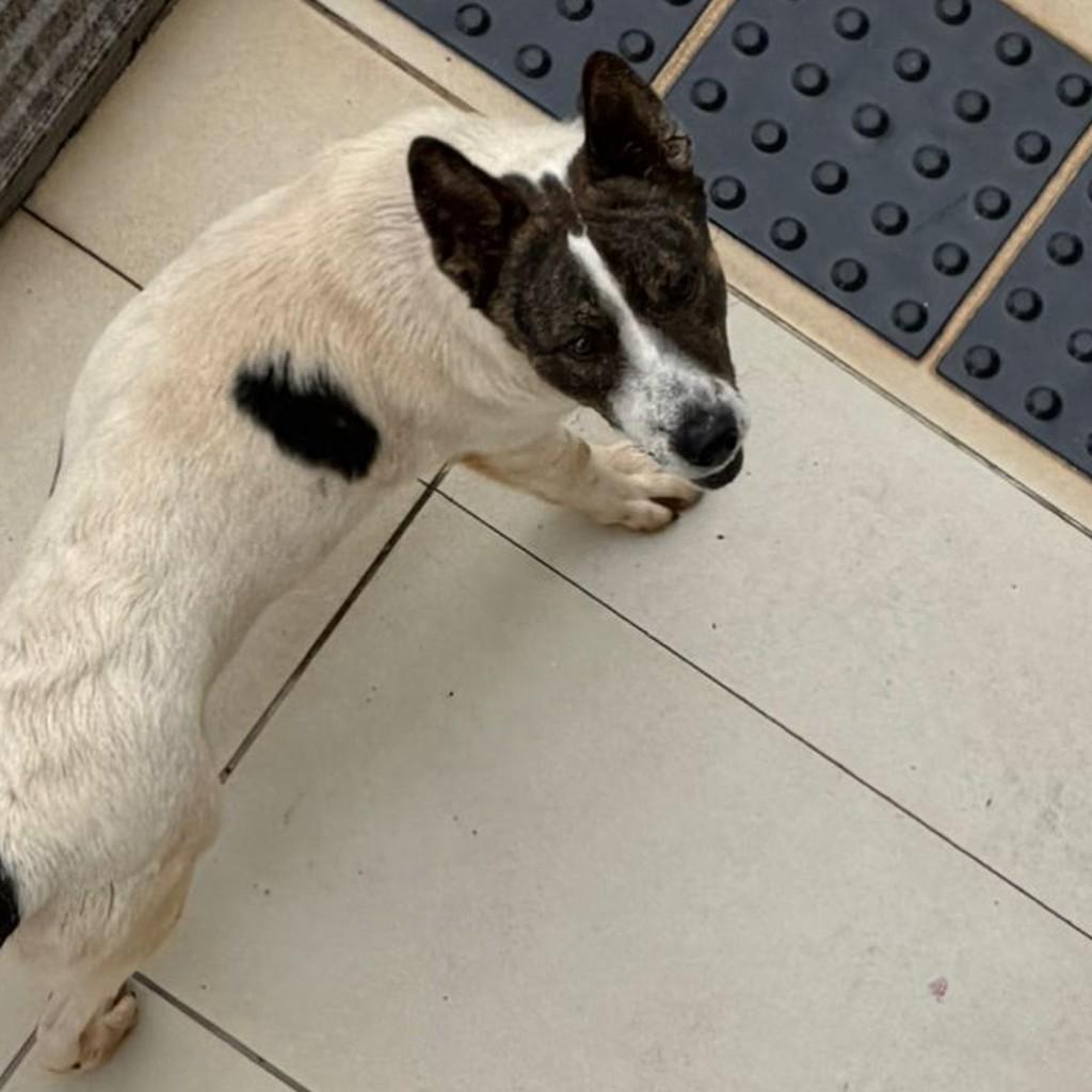 Anjo, cachorro de porte pequeno para adoção em Pinhalzinho - SC