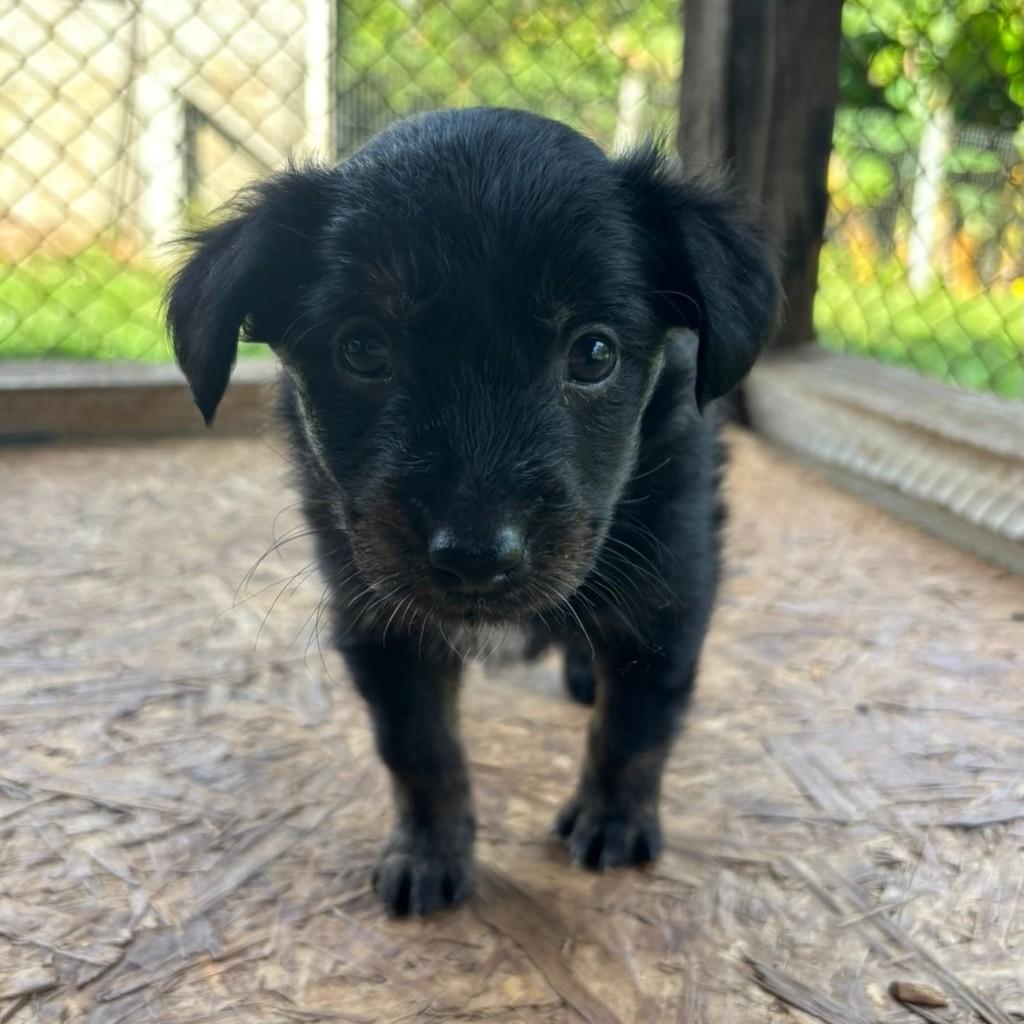 Menininha, cachorro de porte médio para adoção em Pinhalzinho - SC