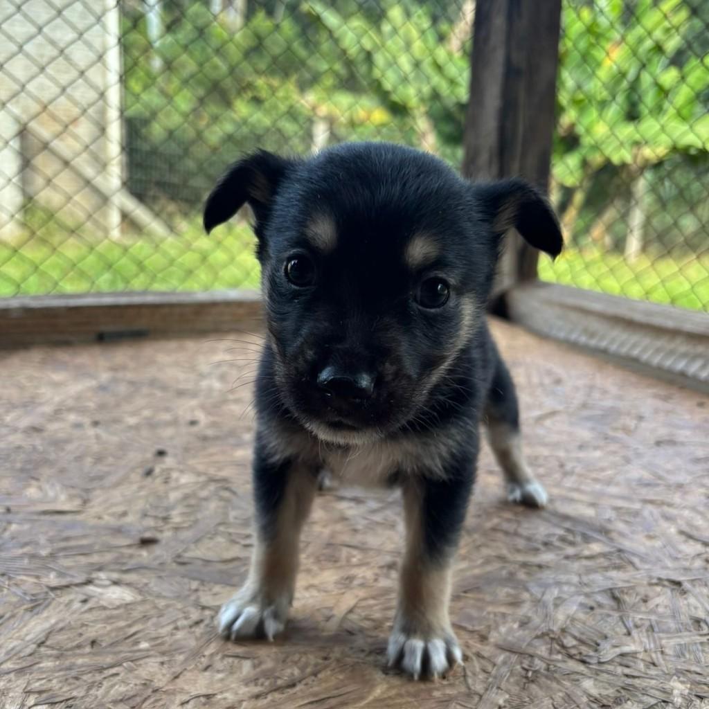 Menininho, cachorro de porte médio para adoção em Pinhalzinho - SC