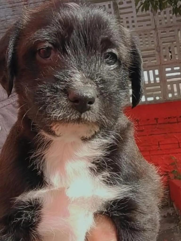 Bebezinho, cachorro de porte pequeno para adoção em Pinhalzinho - SC