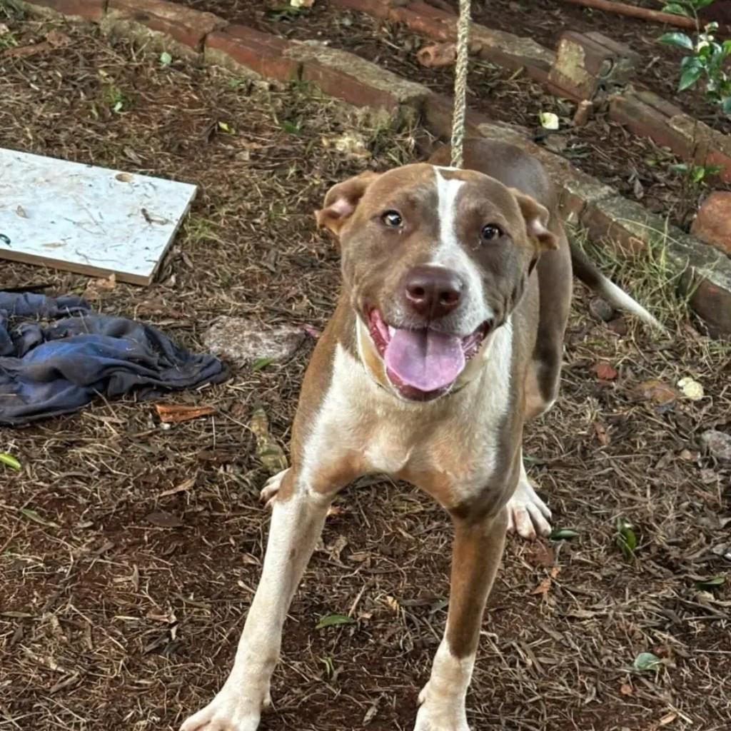 Pandora, cadela de porte pequeno para adoção em Pinhalzinho - SC