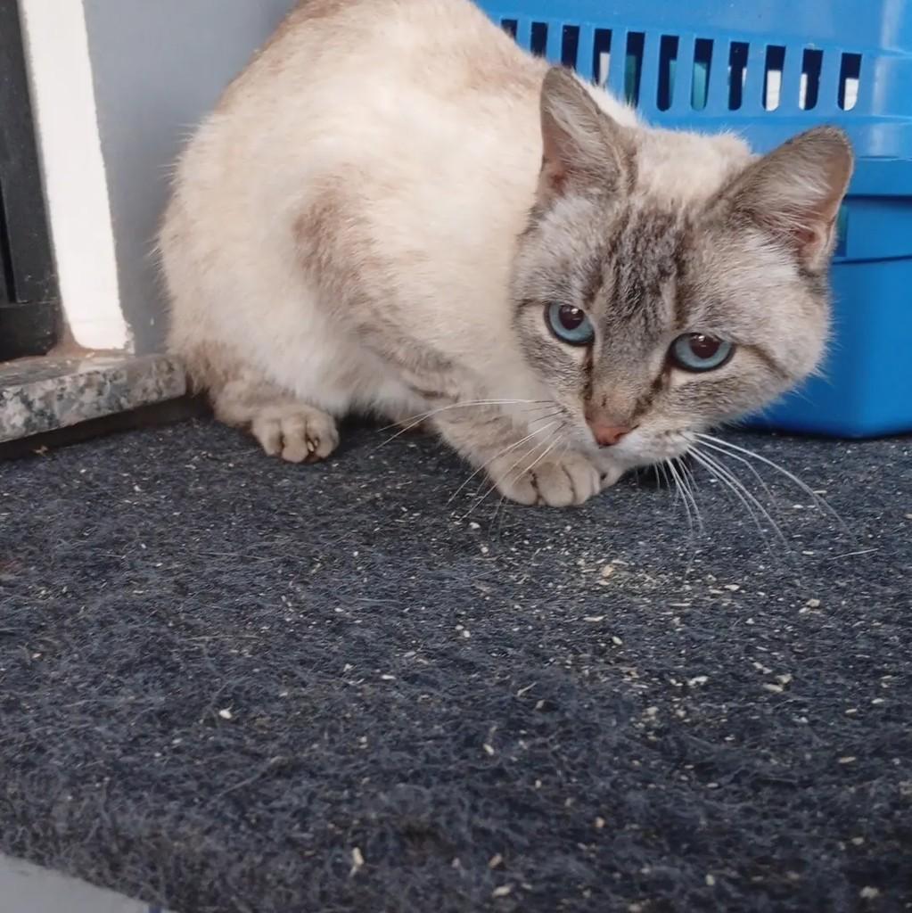 Mima, gato de porte pequeno para adoção em Pinhalzinho - SC