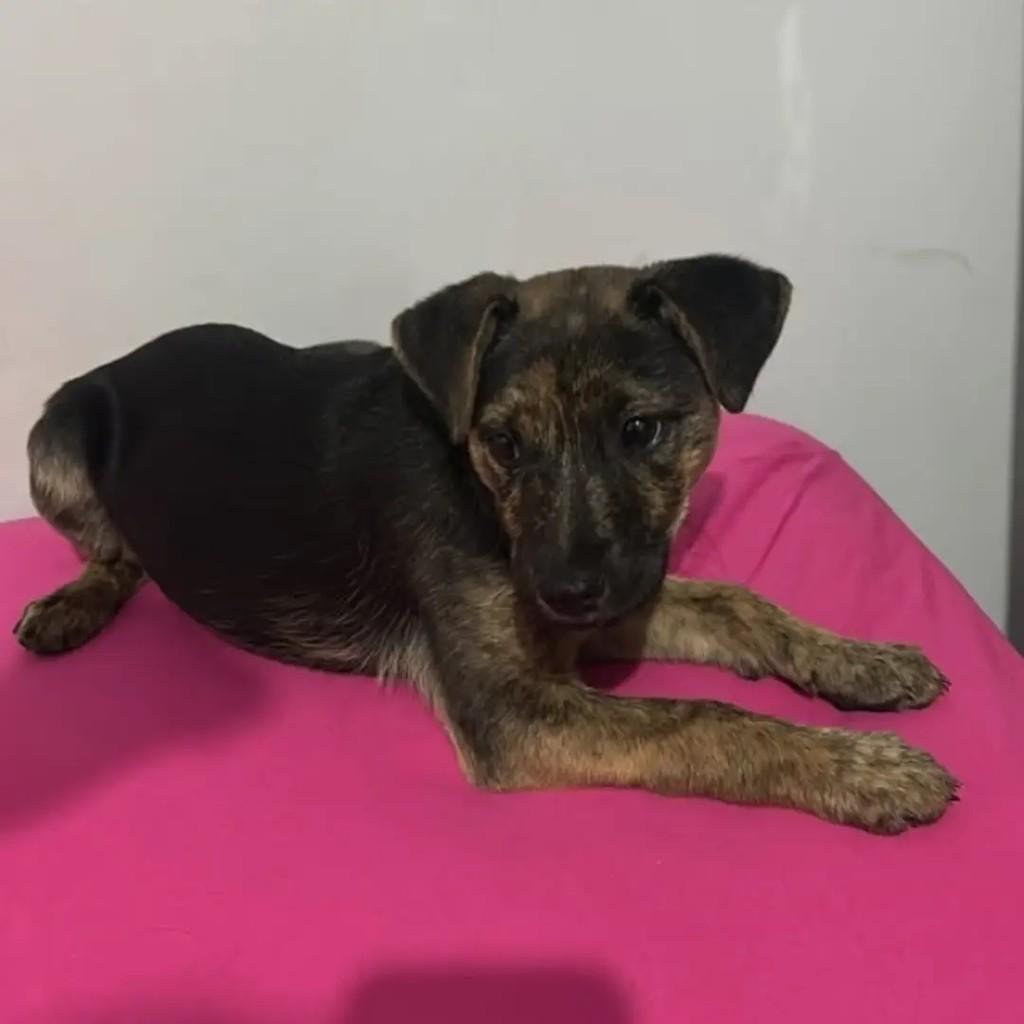 Faísca, cachorro de porte médio para adoção em Pinhalzinho - SC