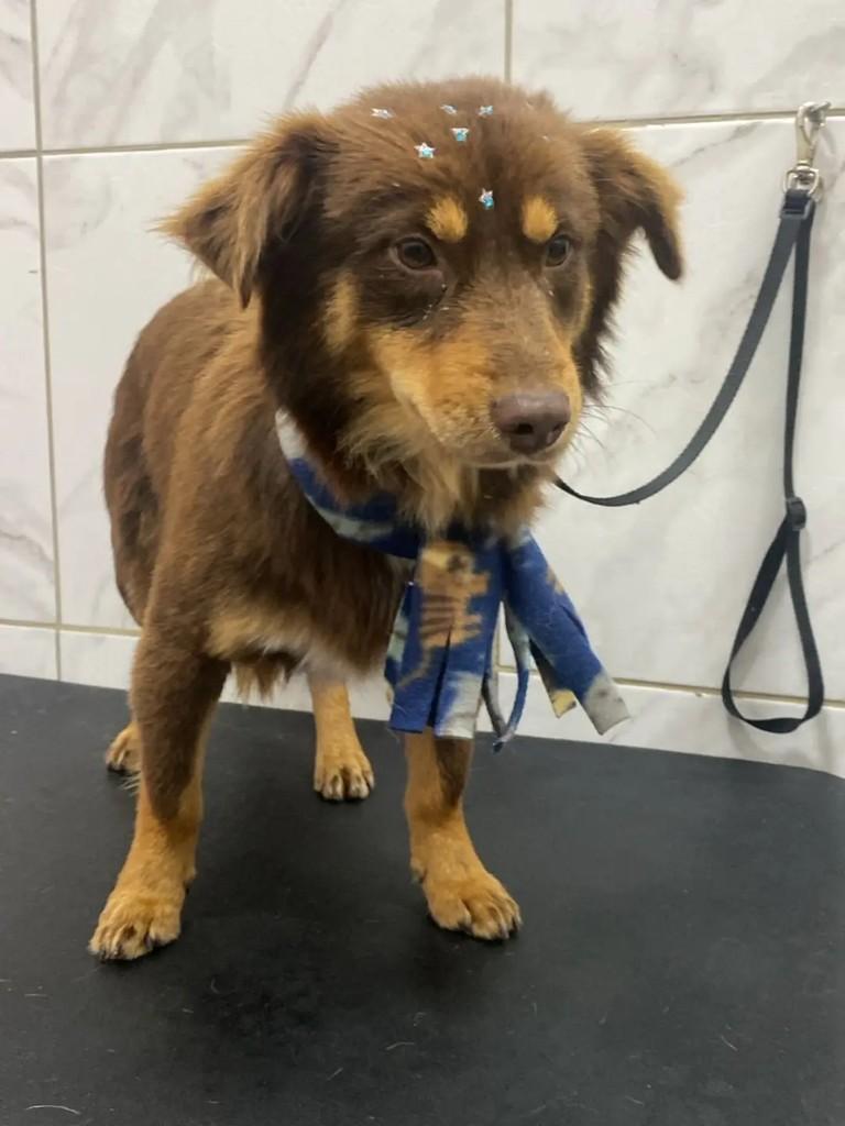 Queridão, cachorro de porte pequeno para adoção em Pinhalzinho - SC