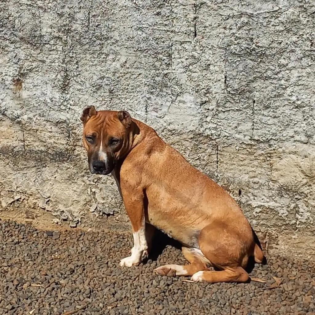 Maravilhosa, cadela de porte médio para adoção em Pinhalzinho - SC