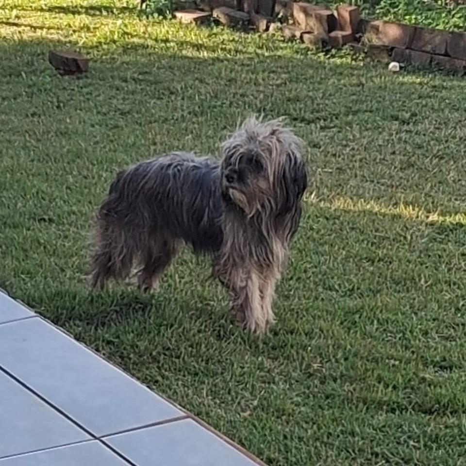 Anjinho, cachorro de porte pequeno para adoção em Pinhalzinho - SC