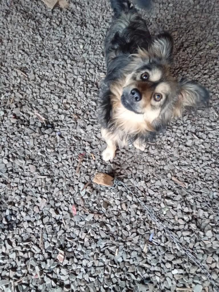 Príncipe, cachorro de porte pequeno para adoção em Pinhalzinho - SC