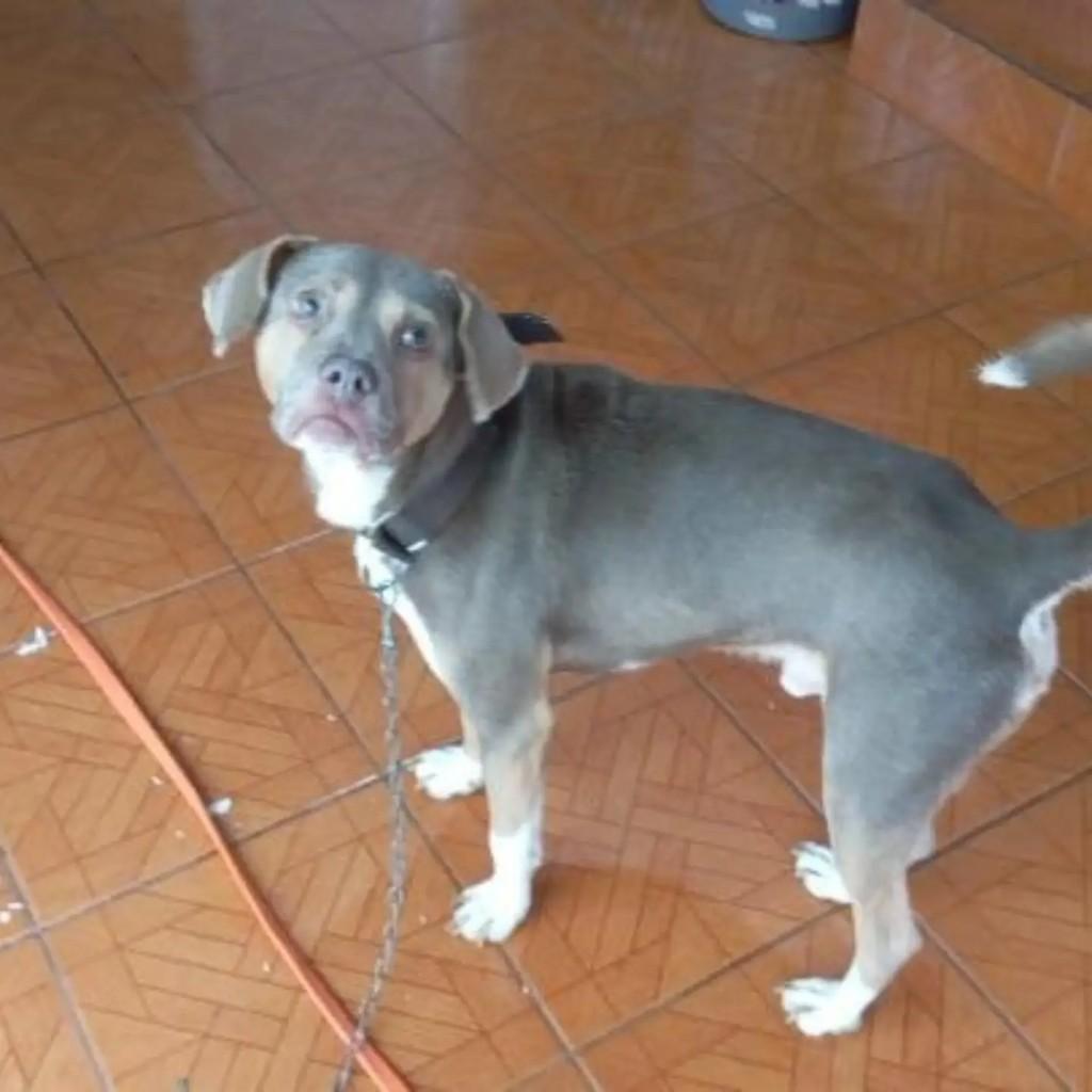 Tobby, cachorro de porte médio para adoção em Pinhalzinho - SC