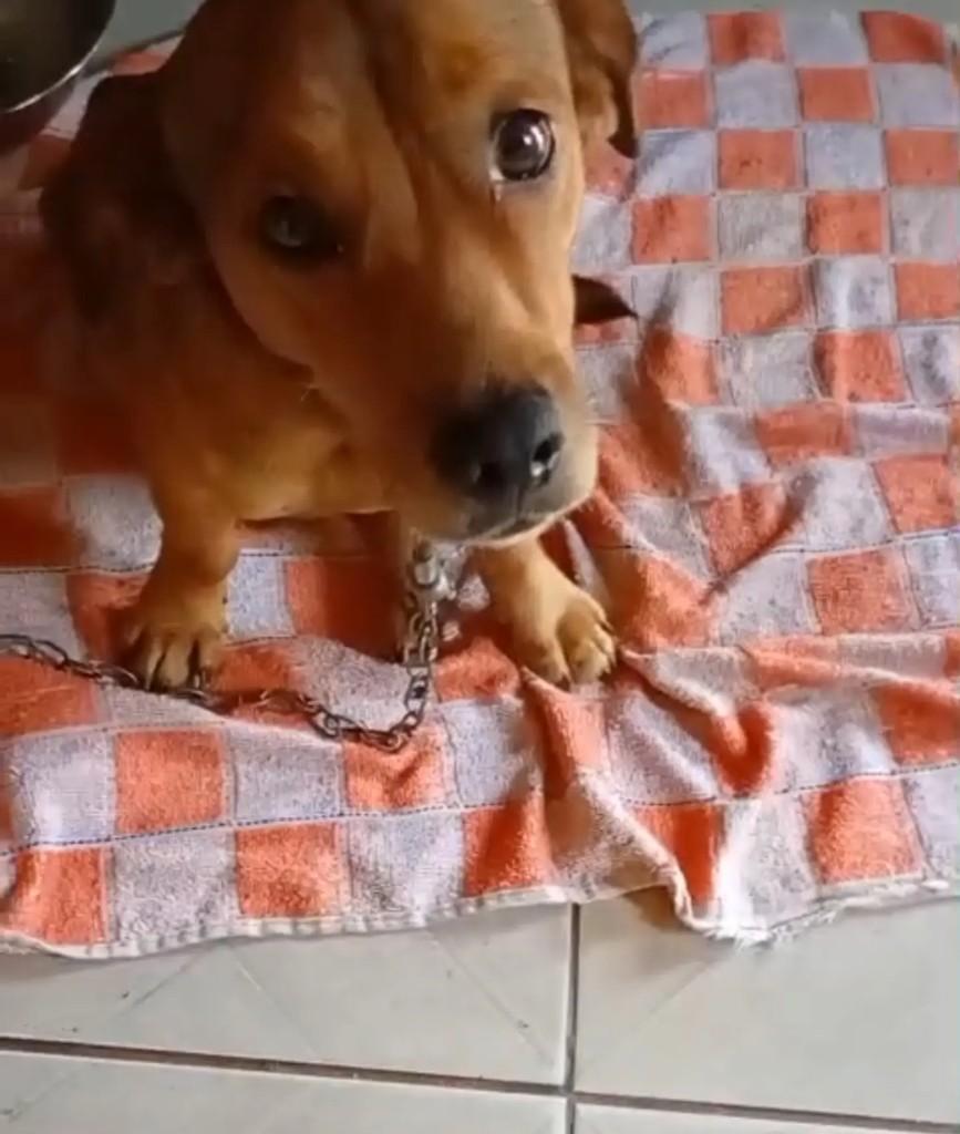Tokinho, cachorro de porte pequeno para adoção em Pinhalzinho - SC