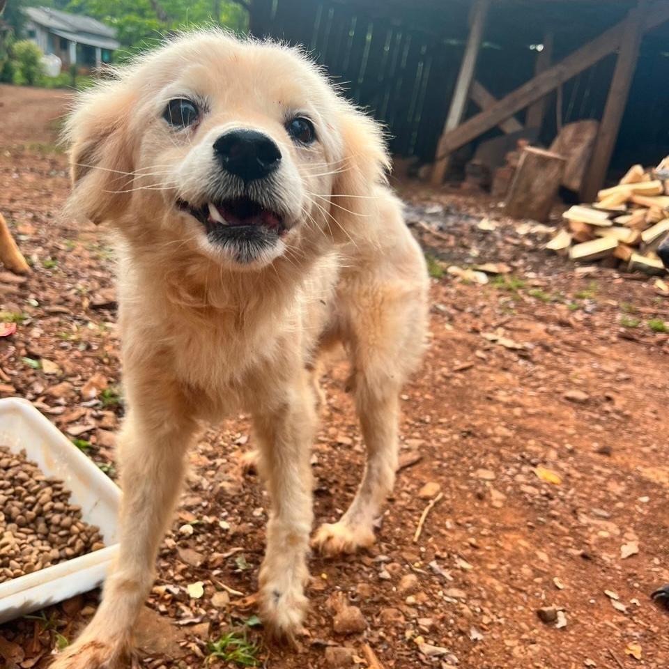 Ela, cachorro de porte pequeno para adoção em Pinhalzinho - SC