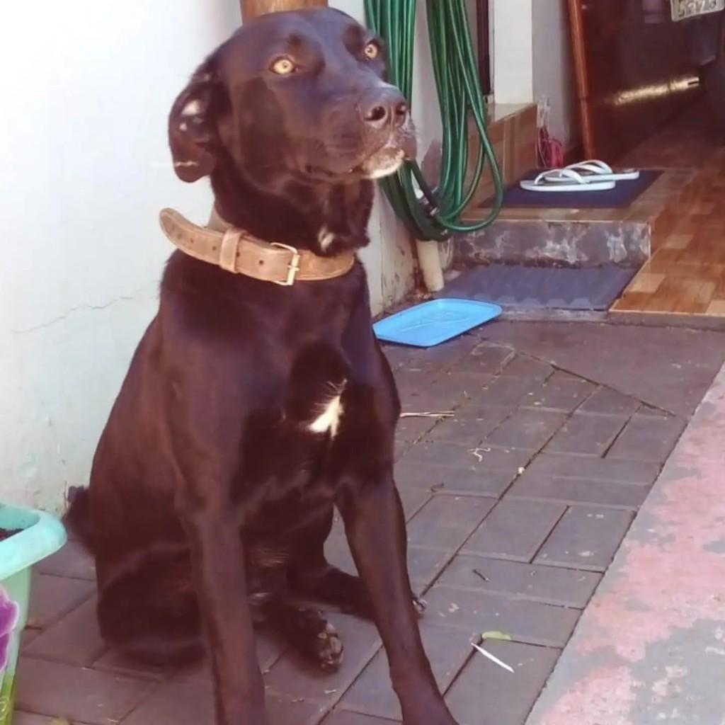 Scooby, cachorro de porte médio para adoção em Pinhalzinho - SC