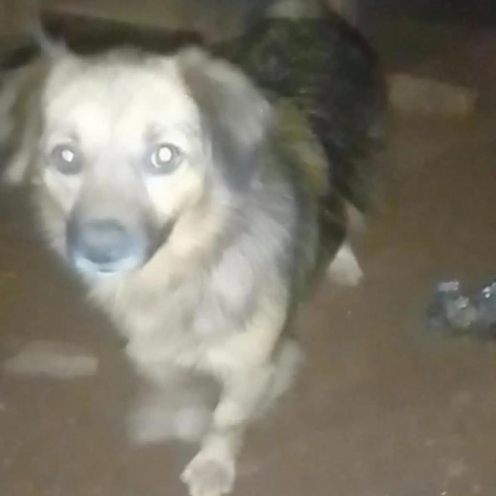 Cachorrinha, cadela de porte pequeno para adoção em Pinhalzinho - SC