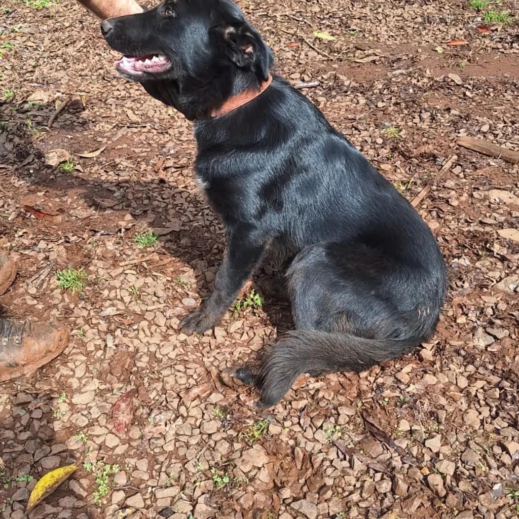 Urso, cachorro de porte médio para adoção em Pinhalzinho - SC