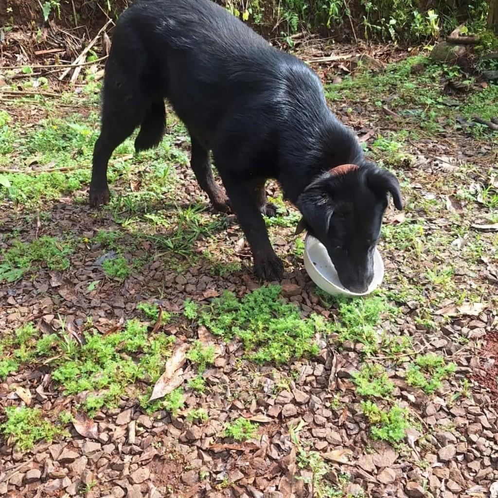 Urso, cachorro de porte médio para adoção em Pinhalzinho - SC — foto 2 de 3