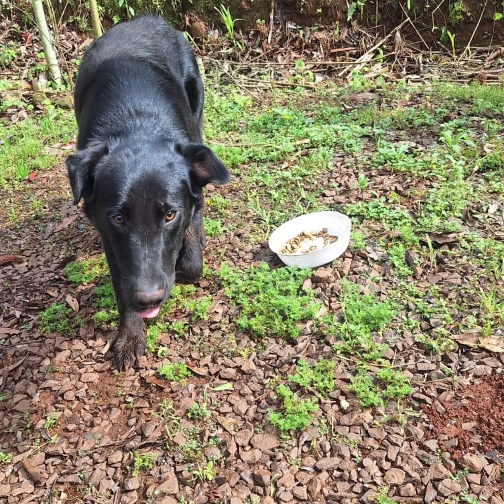 Urso, cachorro de porte médio para adoção em Pinhalzinho - SC — foto 3 de 3