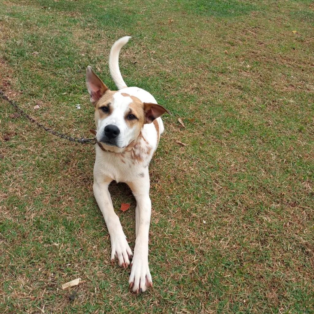 Barney, cachorro de porte grande para adoção em Pinhalzinho - SC