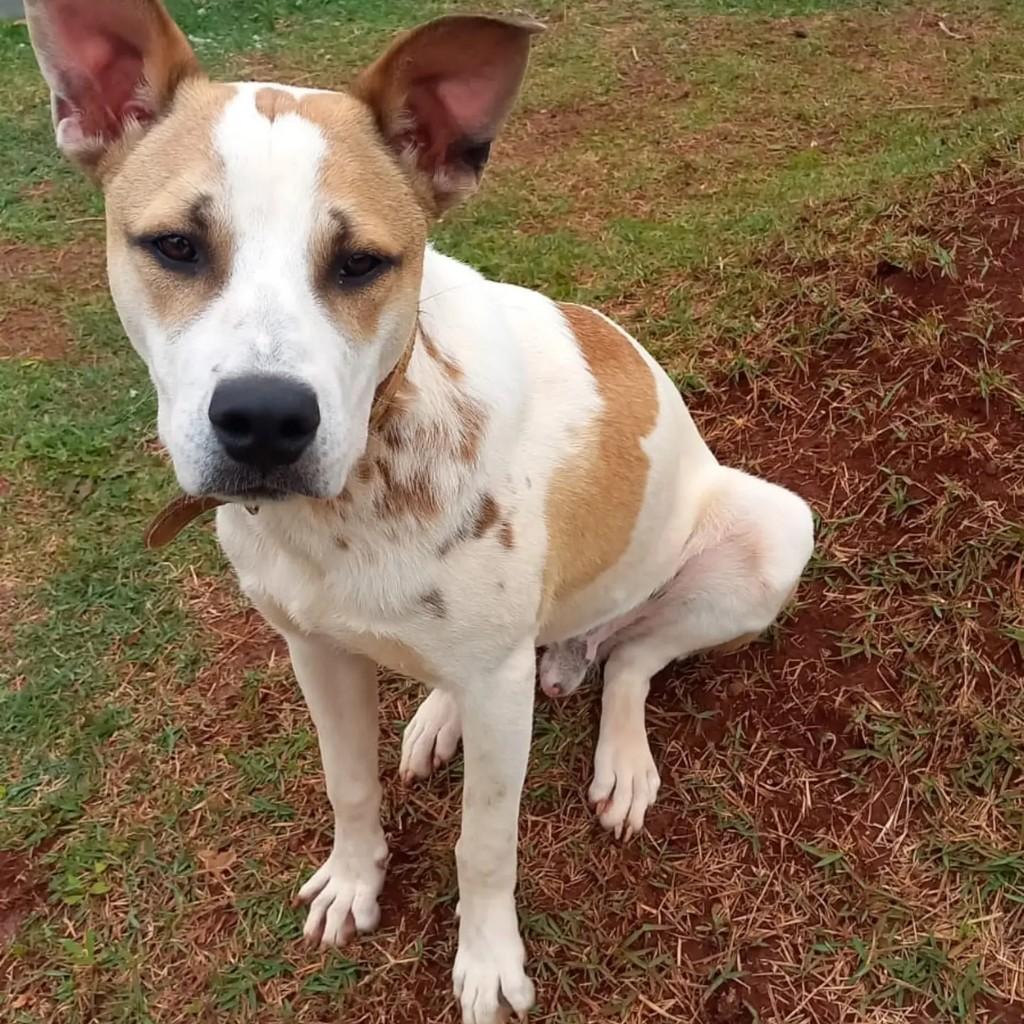 Barney, cachorro de porte grande para adoção em Pinhalzinho - SC — foto 2 de 3