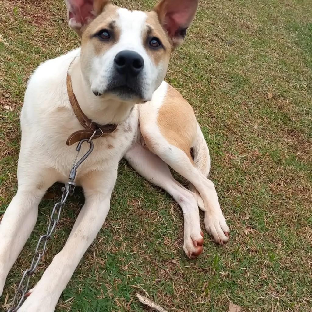 Barney, cachorro de porte grande para adoção em Pinhalzinho - SC — foto 3 de 3