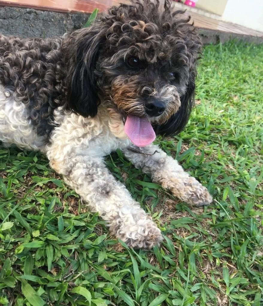Luna, cadela de porte pequeno para adoção em Pinhalzinho - SC