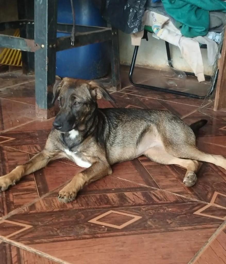 Abigail, cadela de porte médio para adoção em Pinhalzinho - SC