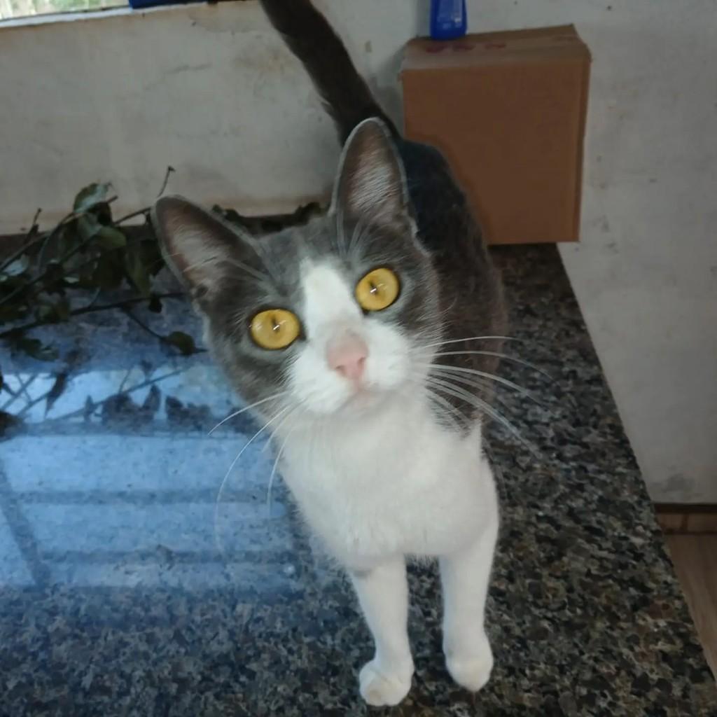 Magda, gata de porte pequeno para adoção em Pinhalzinho - SC
