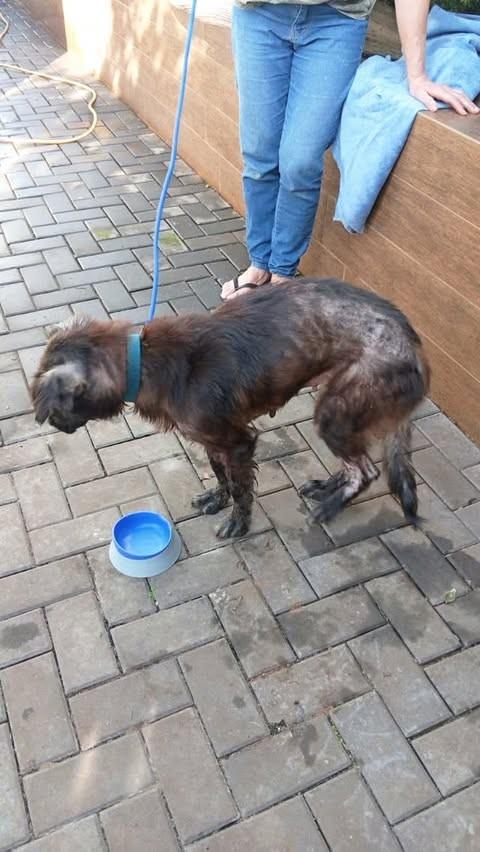 Sky, cadela de porte médio para adoção em Pinhalzinho - SC