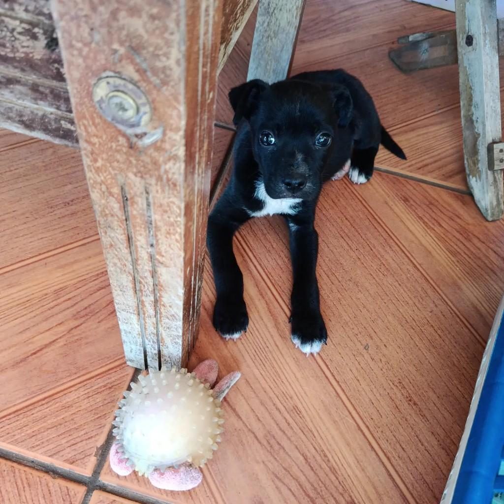 Black, cachorro de porte pequeno para adoção em Pinhalzinho - SC