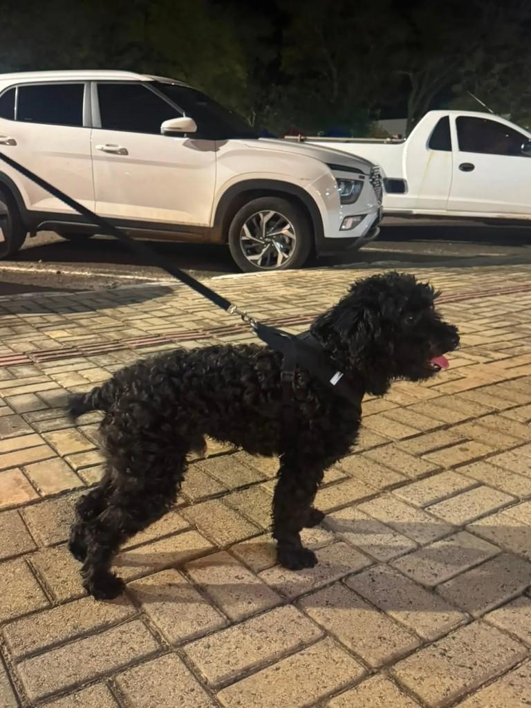 Bruno, cachorro de porte pequeno para adoção em Pinhalzinho - SC