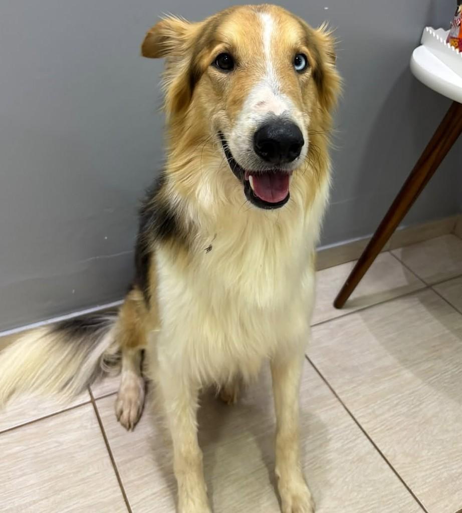 Collie, cachorro de porte médio para adoção em Pinhalzinho - SC