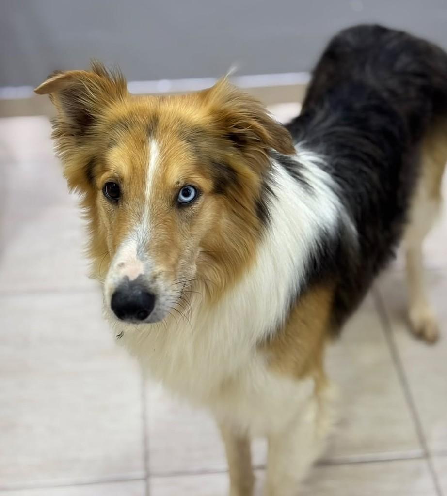 Collie, cachorro de porte médio para adoção em Pinhalzinho - SC — foto 2 de 3