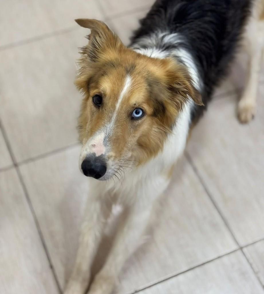 Collie, cachorro de porte médio para adoção em Pinhalzinho - SC — foto 3 de 3