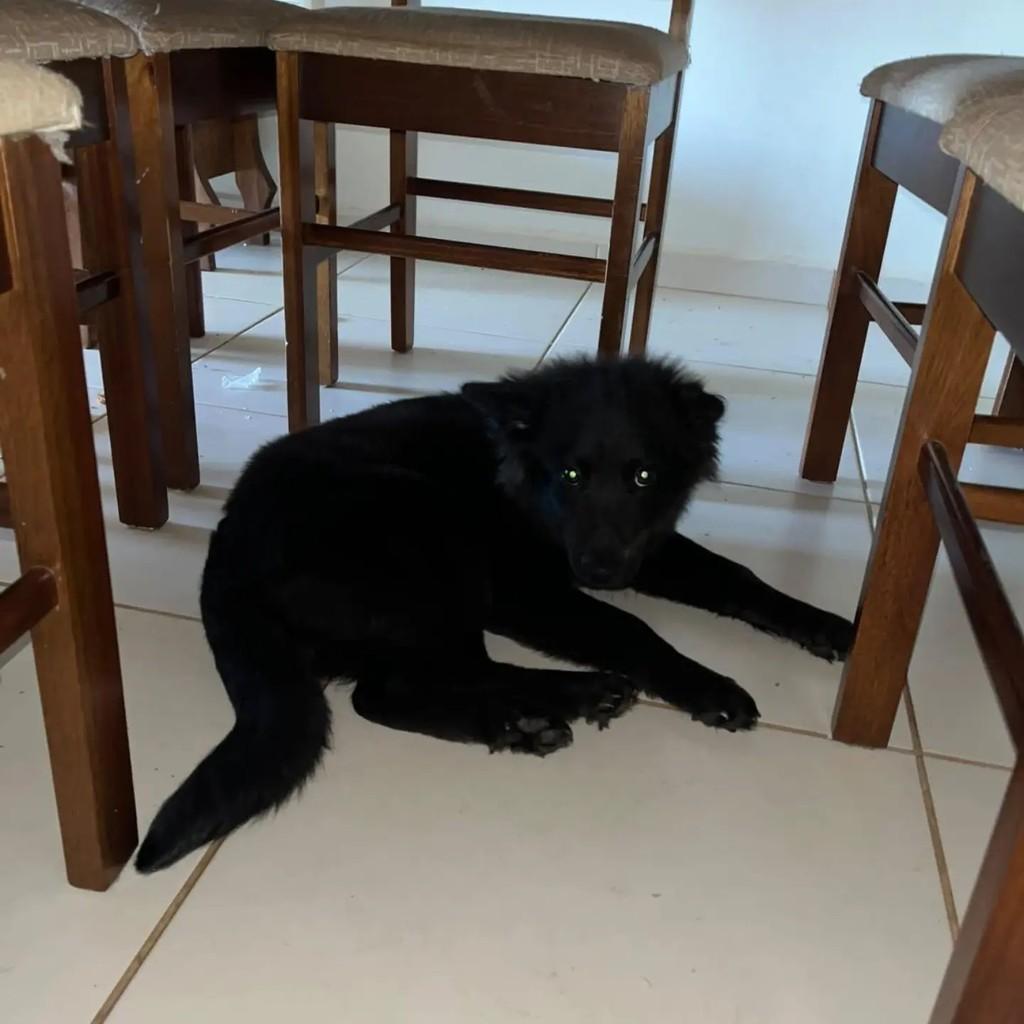 Nega, cadela de porte médio para adoção em Pinhalzinho - SC