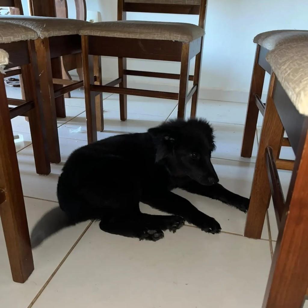 Nega, cadela de porte médio para adoção em Pinhalzinho - SC — foto 2 de 2