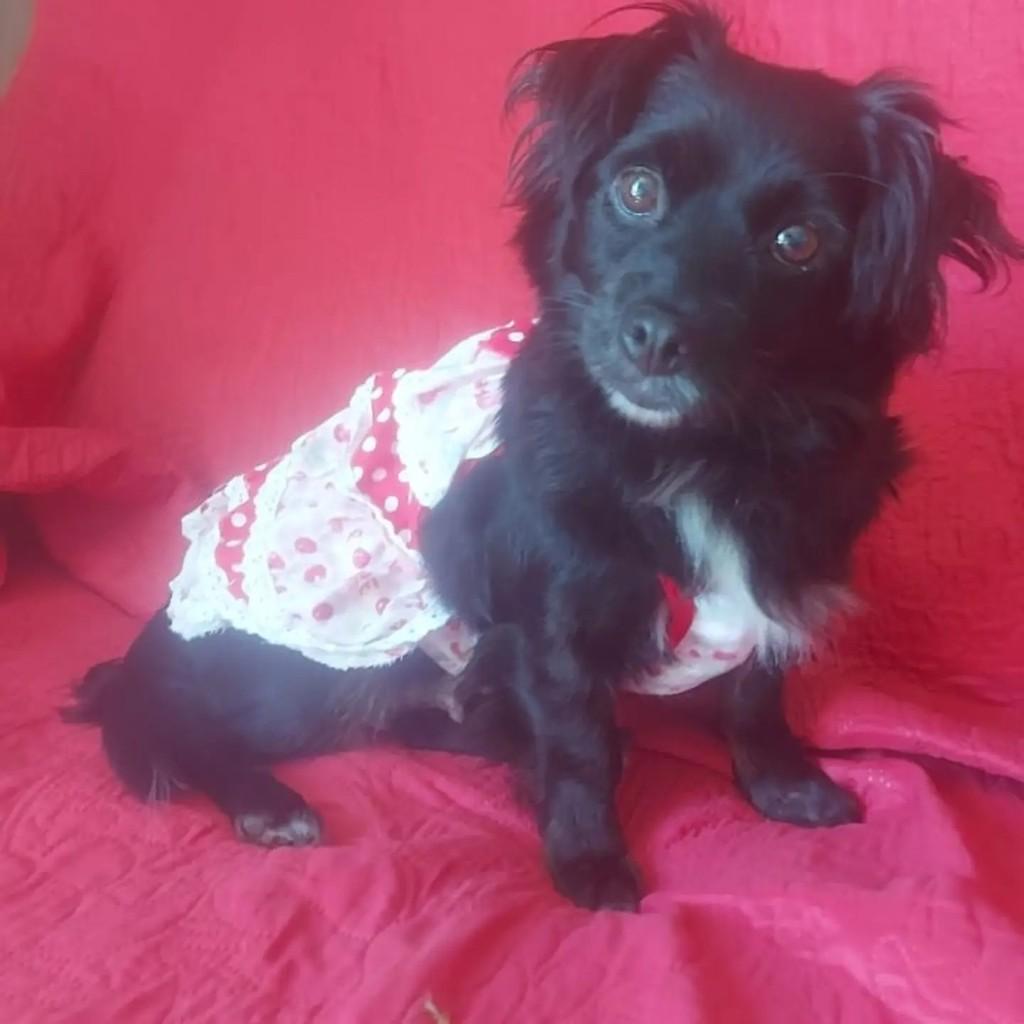 Pretinha, cadela de porte pequeno para adoção em Pinhalzinho - SC