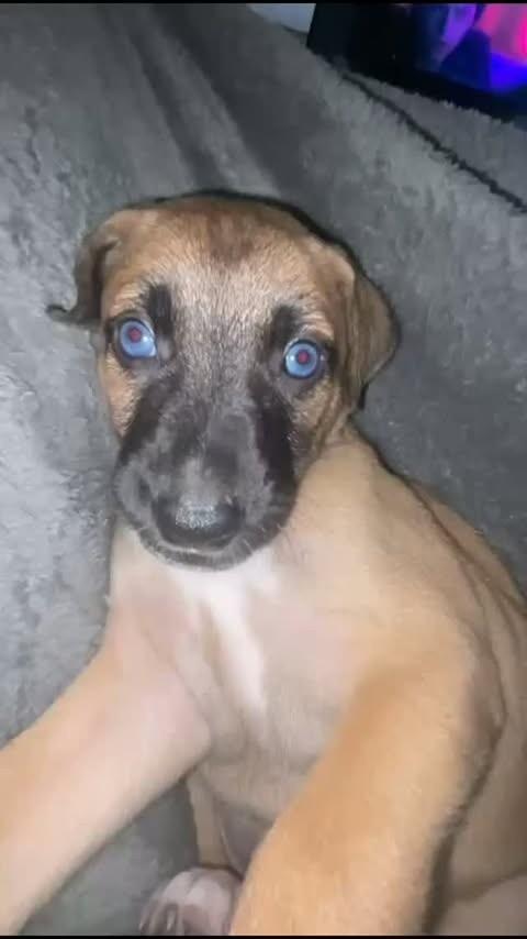 Amora, cadela de porte médio para adoção em Pinhalzinho - SC
