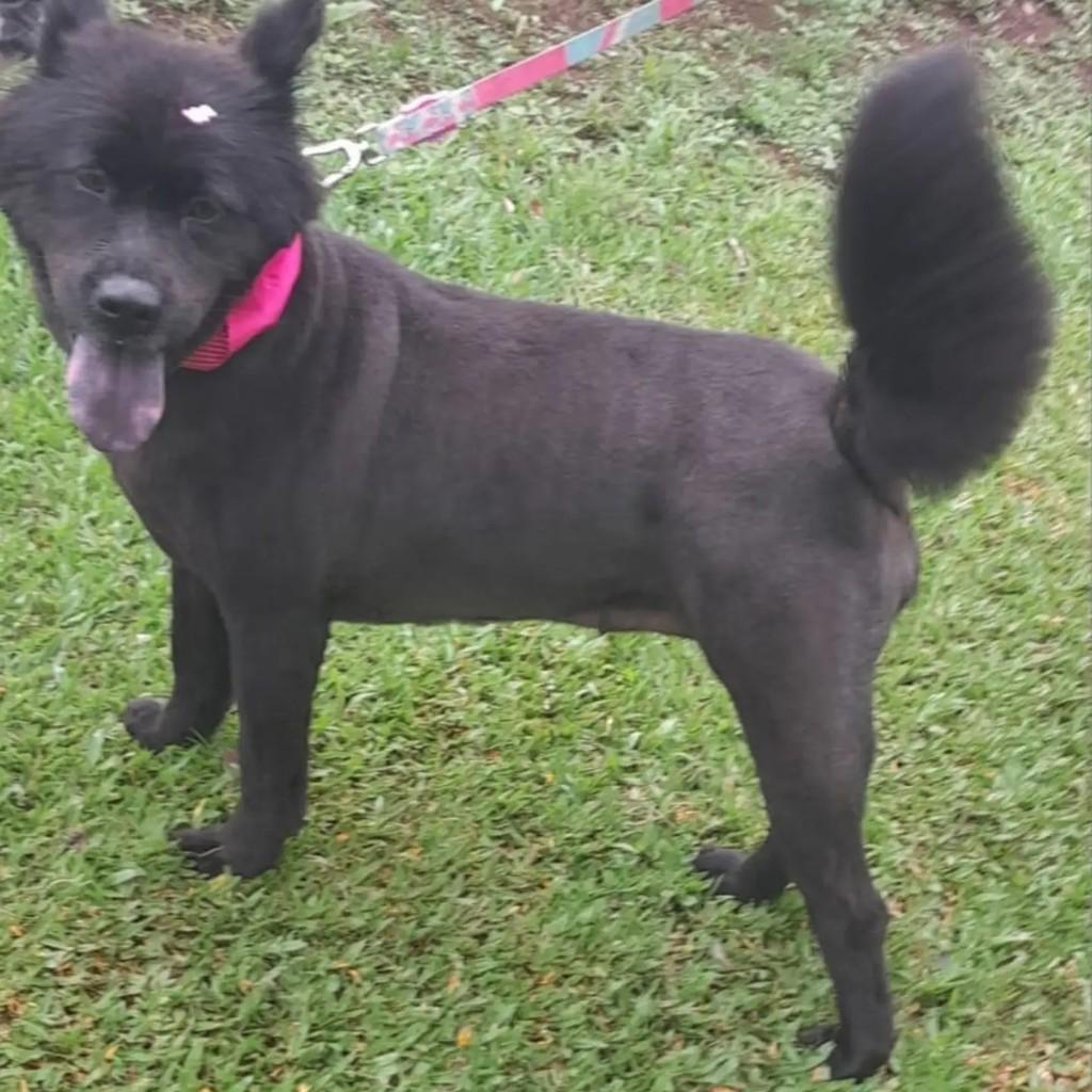 Pretinha, cadela de porte médio para adoção em Pinhalzinho - SC