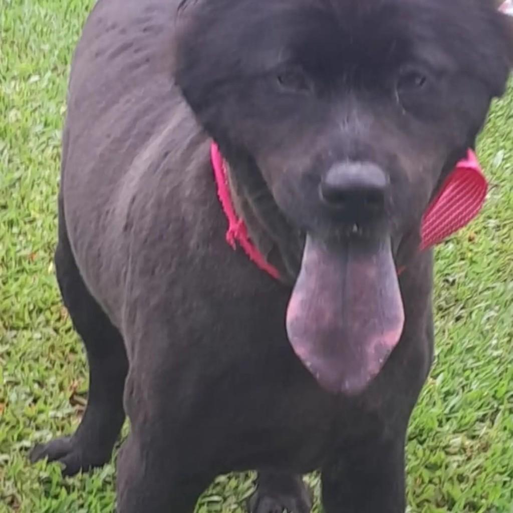 Pretinha, cadela de porte médio para adoção em Pinhalzinho - SC — foto 2 de 2