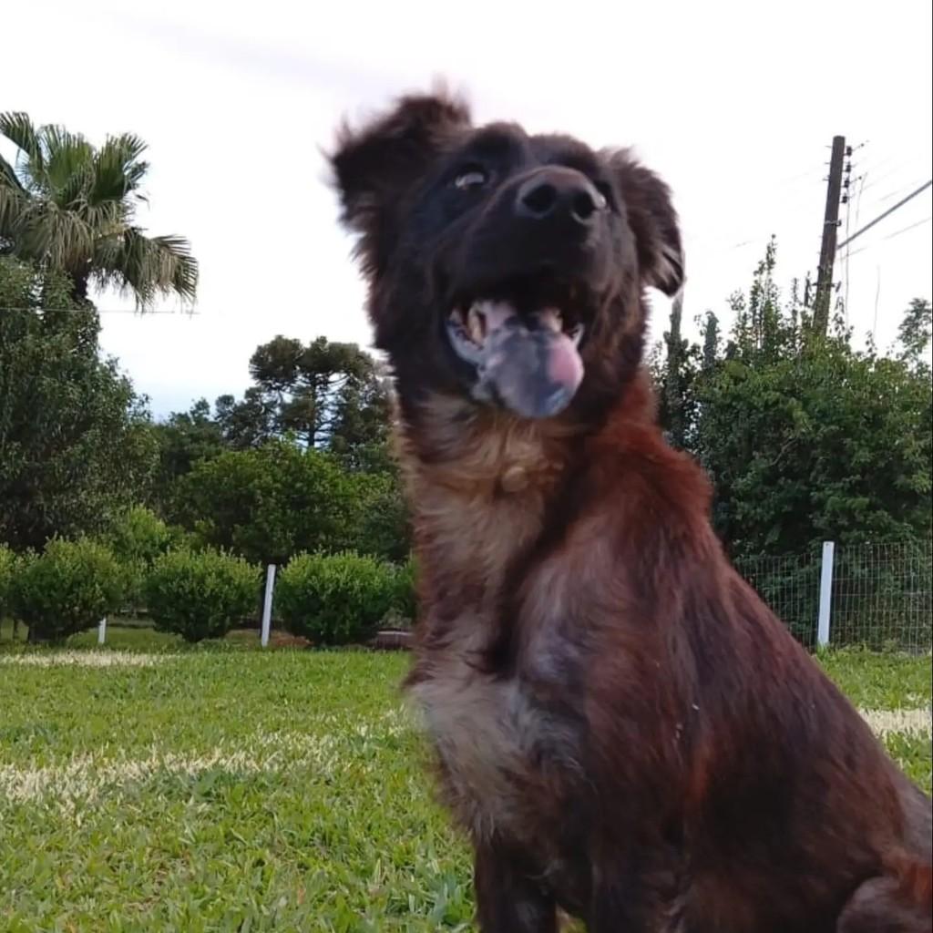 Sky, cadela de porte grande para adoção em Pinhalzinho - SC