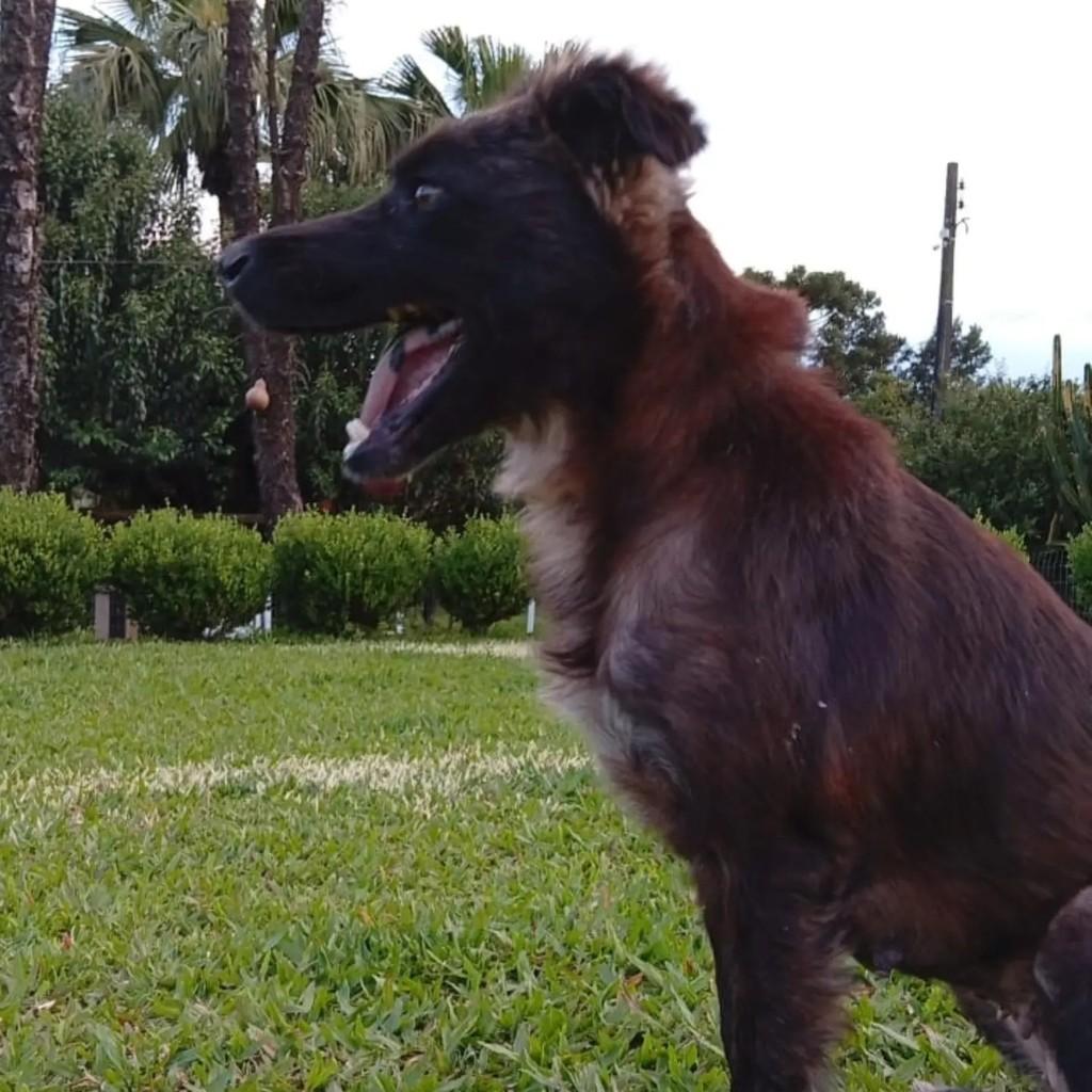 Sky, cadela de porte grande para adoção em Pinhalzinho - SC — foto 2 de 5