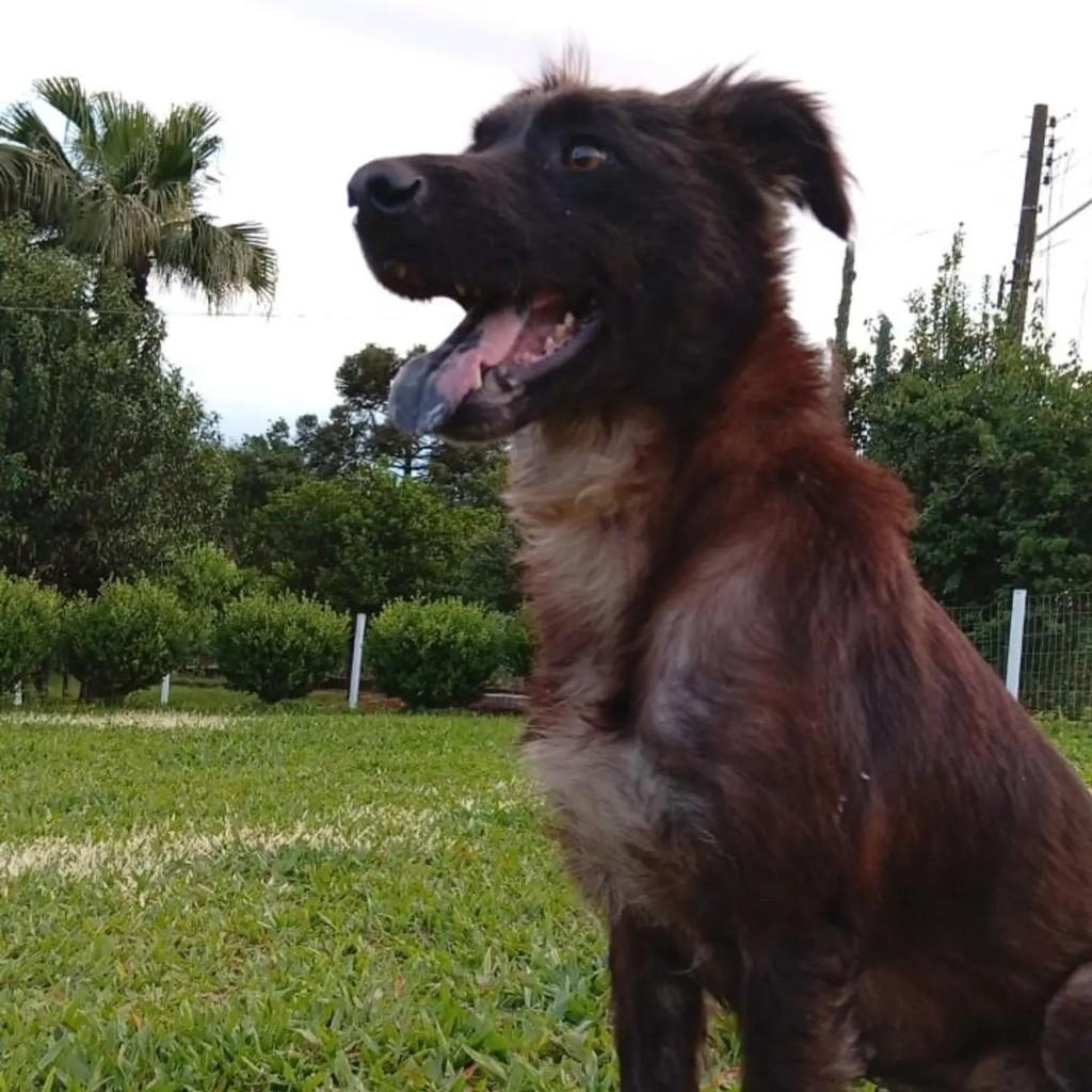 Sky, cadela de porte grande para adoção em Pinhalzinho - SC — foto 3 de 5