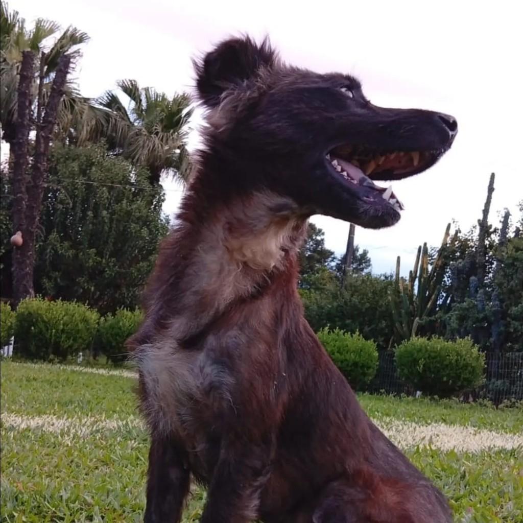 Sky, cadela de porte grande para adoção em Pinhalzinho - SC — foto 4 de 5