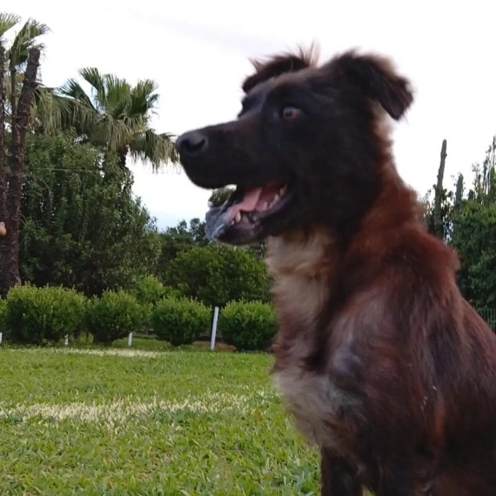 Sky, cadela de porte grande para adoção em Pinhalzinho - SC — foto 5 de 5